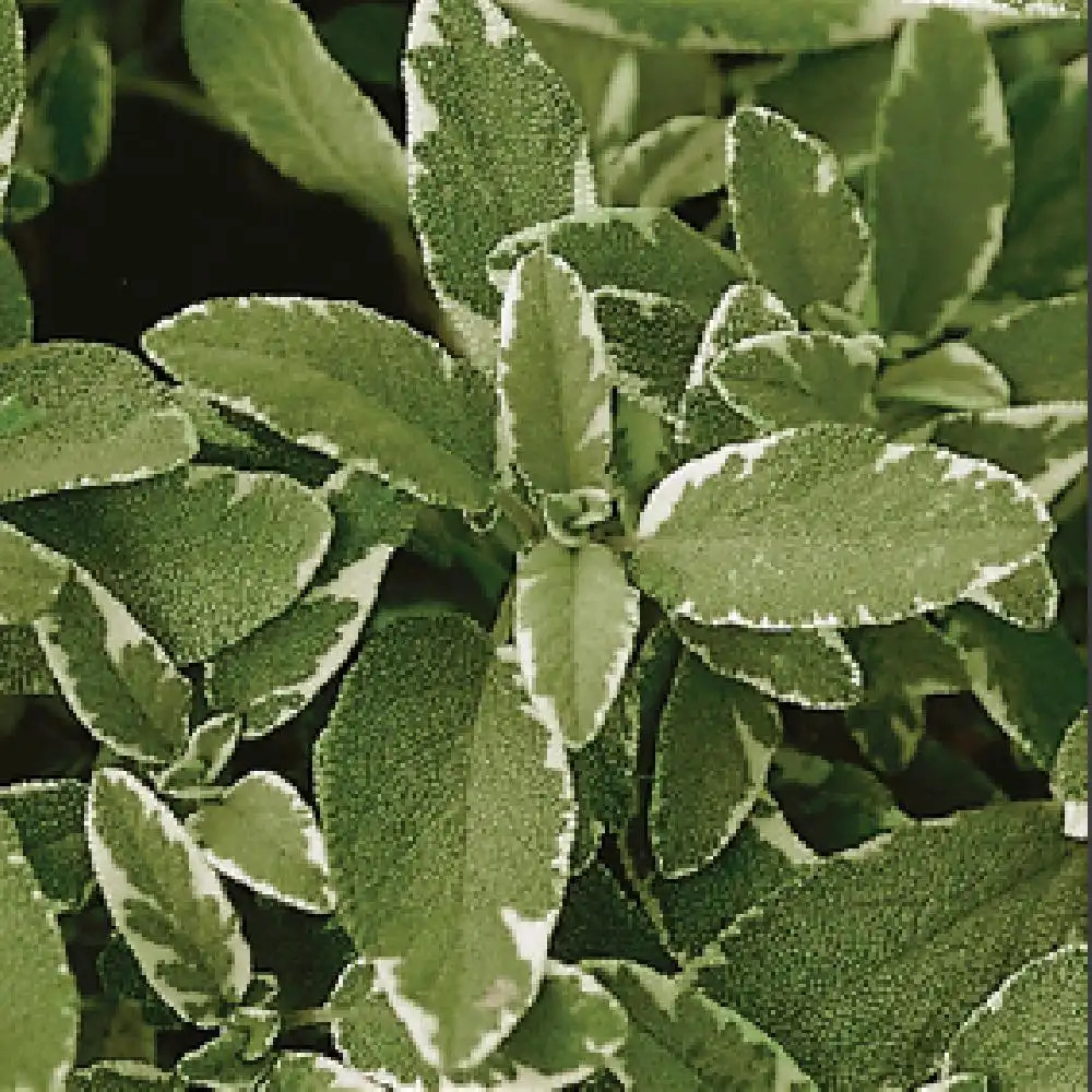 SALVIA officinalis 'Rotmühle'