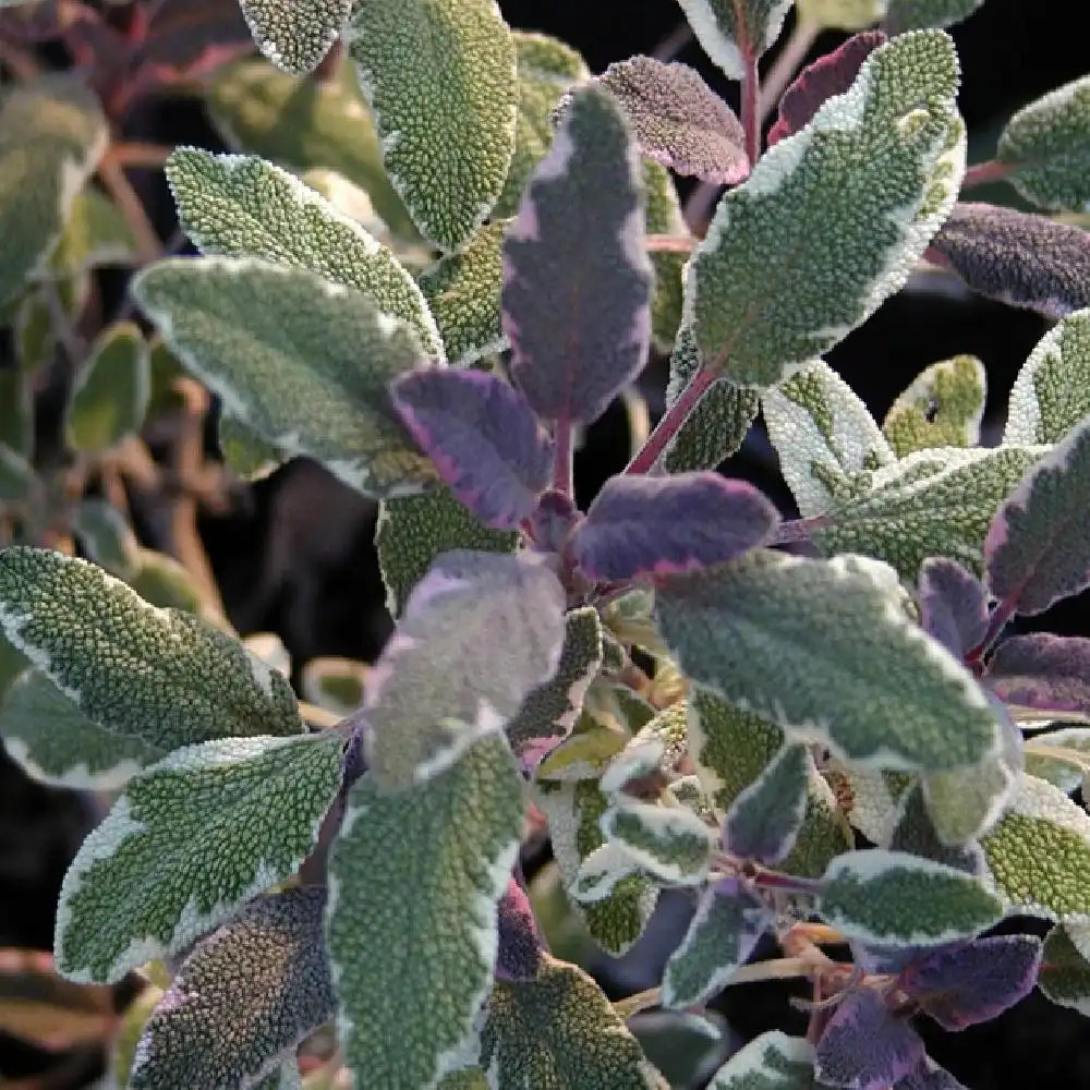 SALVIA officinalis 'Tricolor'