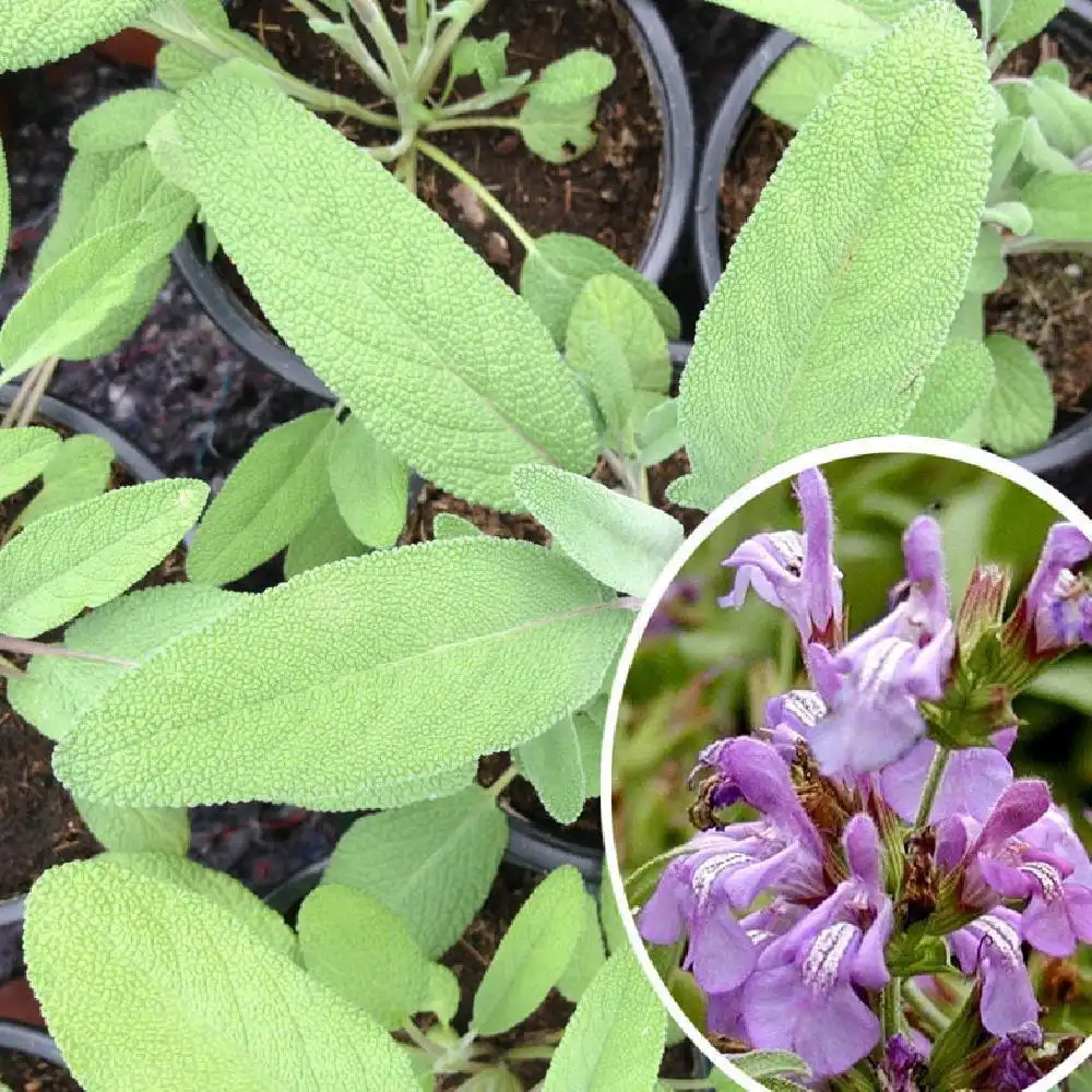 SALVIA officinalis