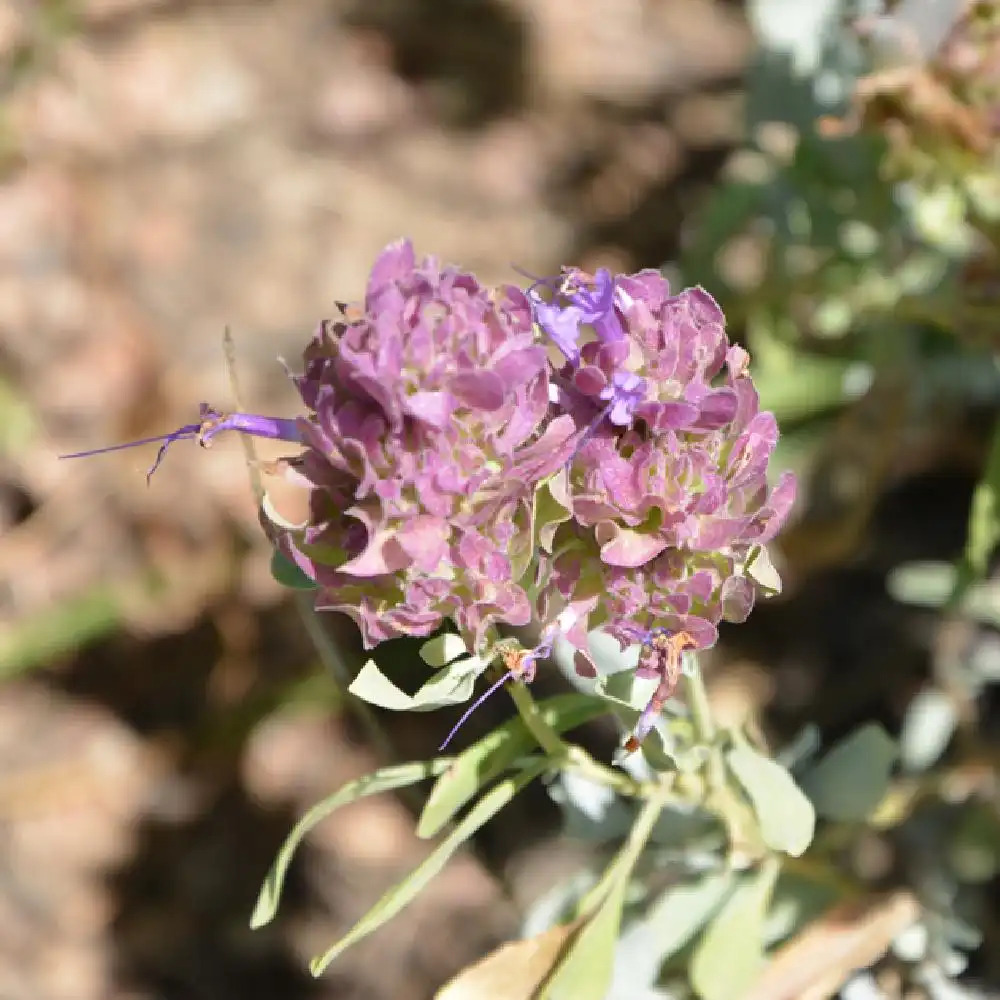 SALVIA pachyphylla