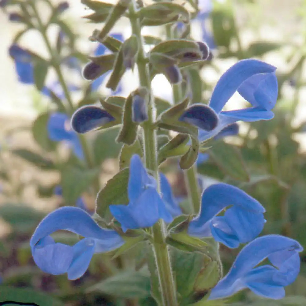 SAUGE officinale - Sauge officinale - SALVIA officinalis - pépinières  Lepage Bretagne Bord de mer