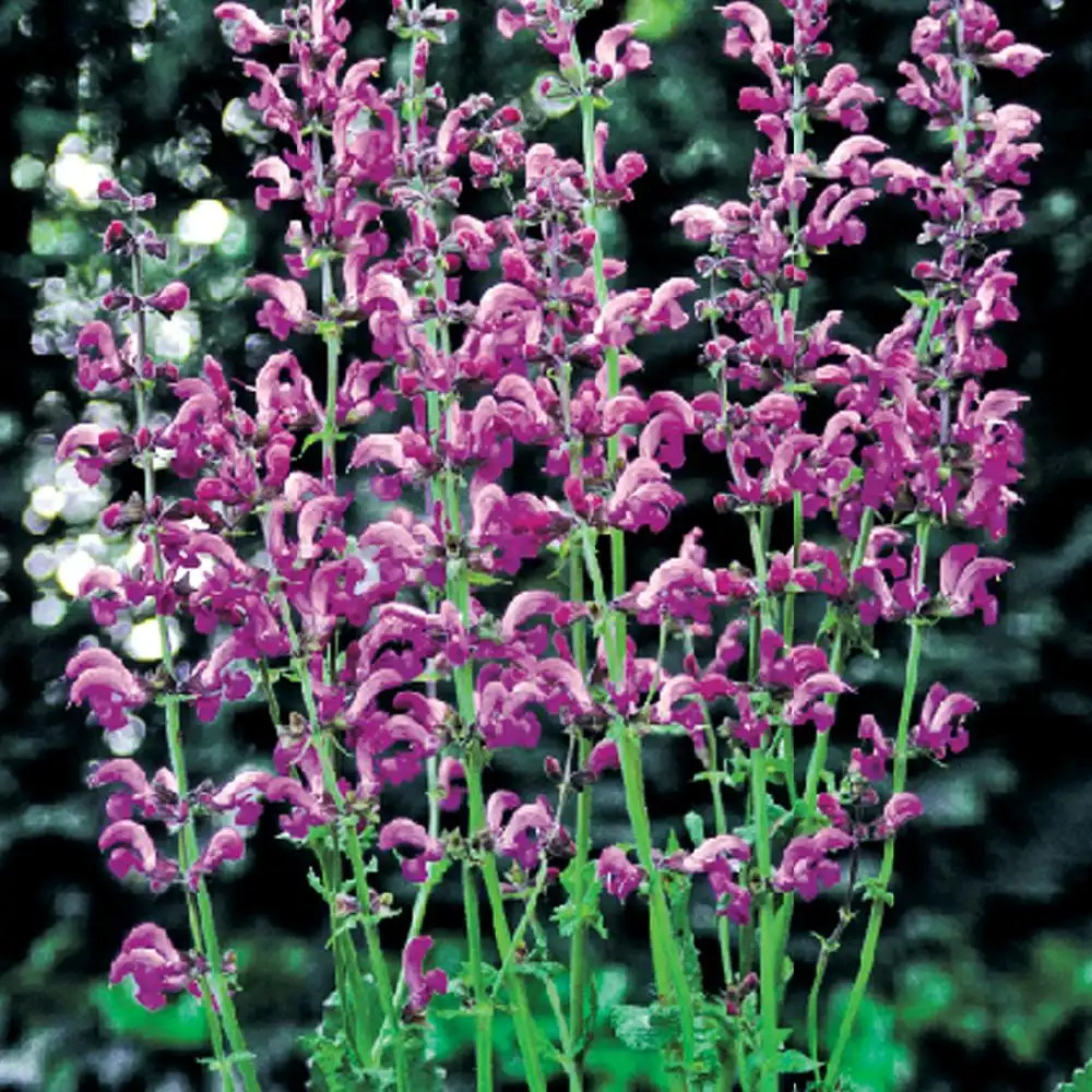 SALVIA pratensis 'Sweet Esmeralda'