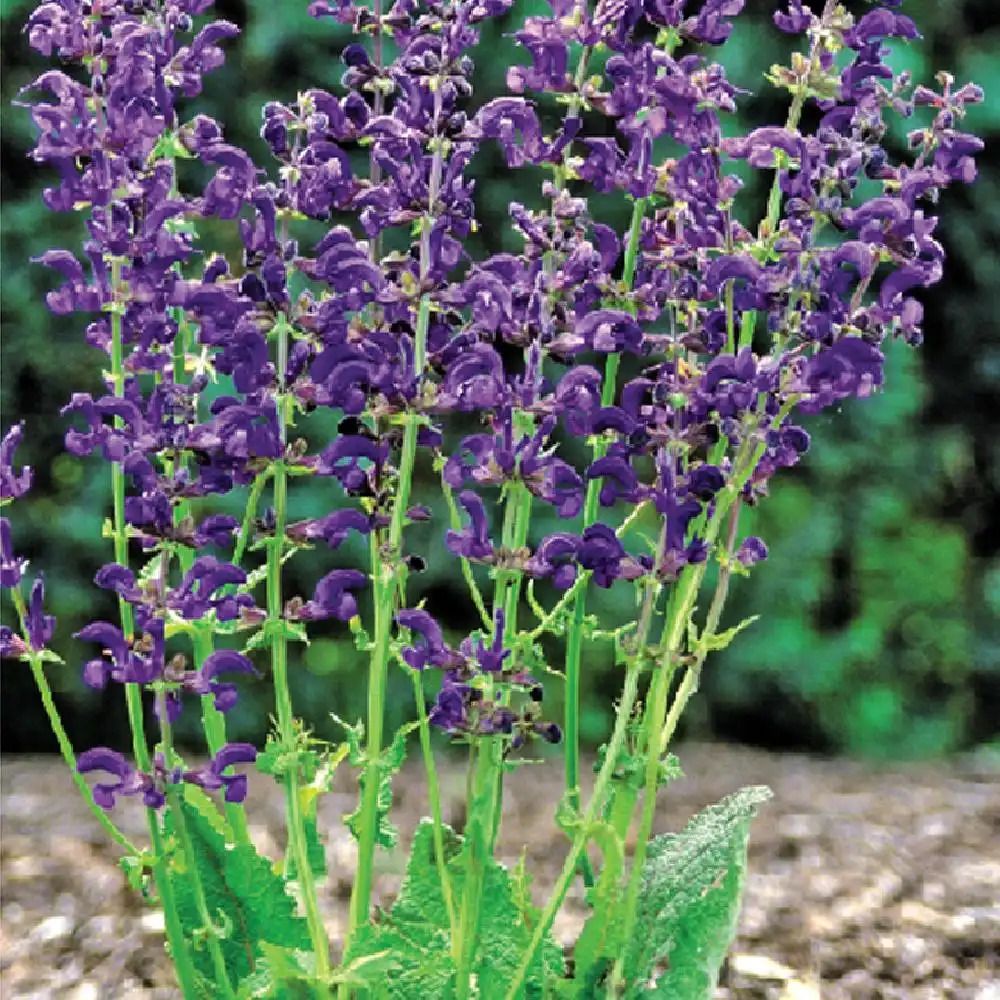 SALVIA pratensis 'Twilight Serenade'