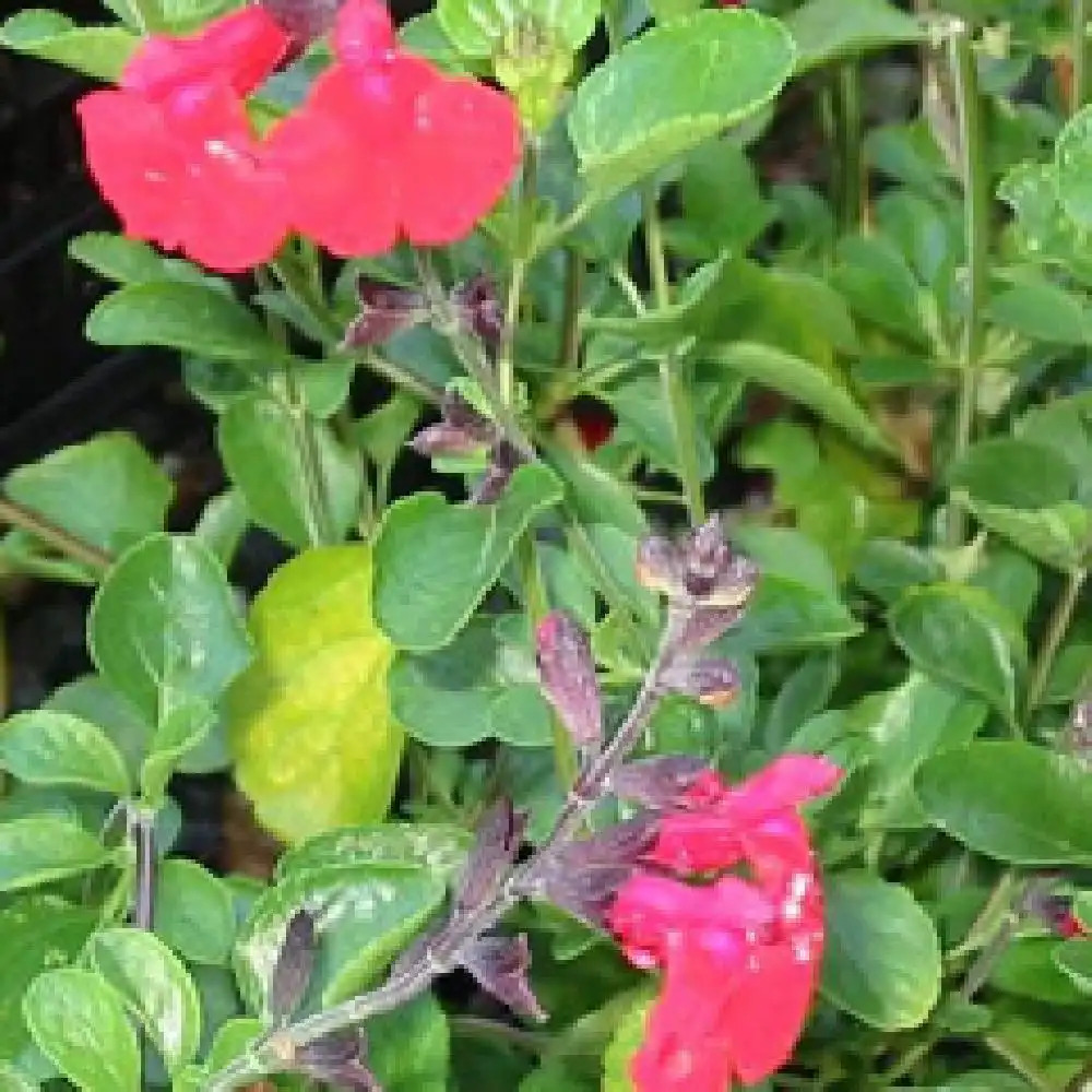 SALVIA 'Red Velvet'