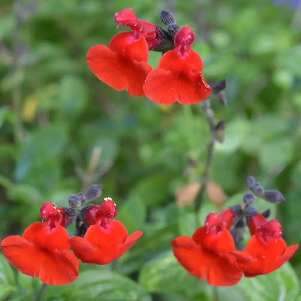 SALVIA 'Royal Bumble'