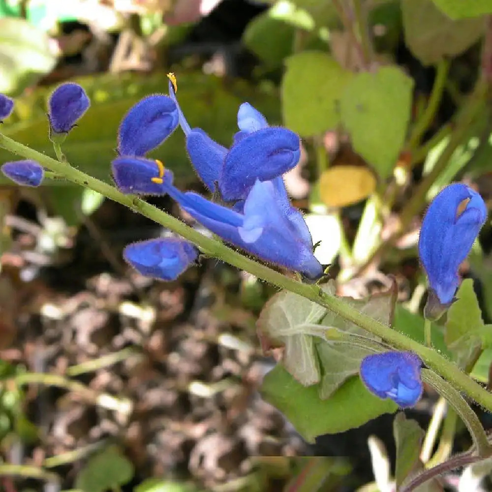 SALVIA sagittata