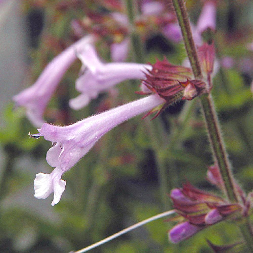 SALVIA scabra