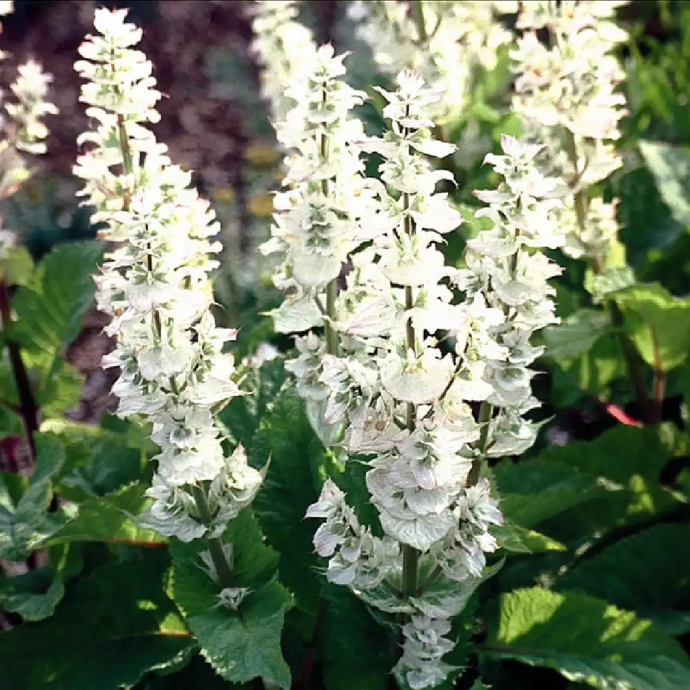 SALVIA sclarea 'Vatican White'