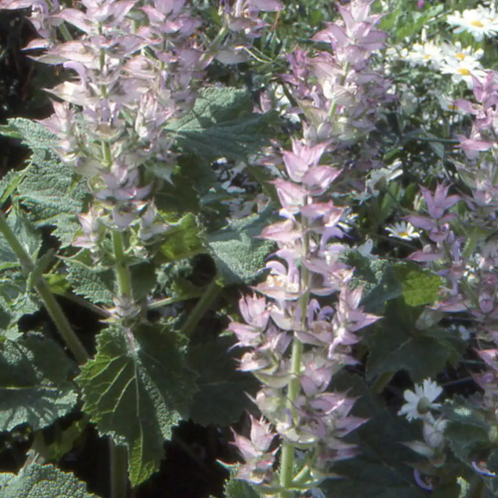 SALVIA sclarea