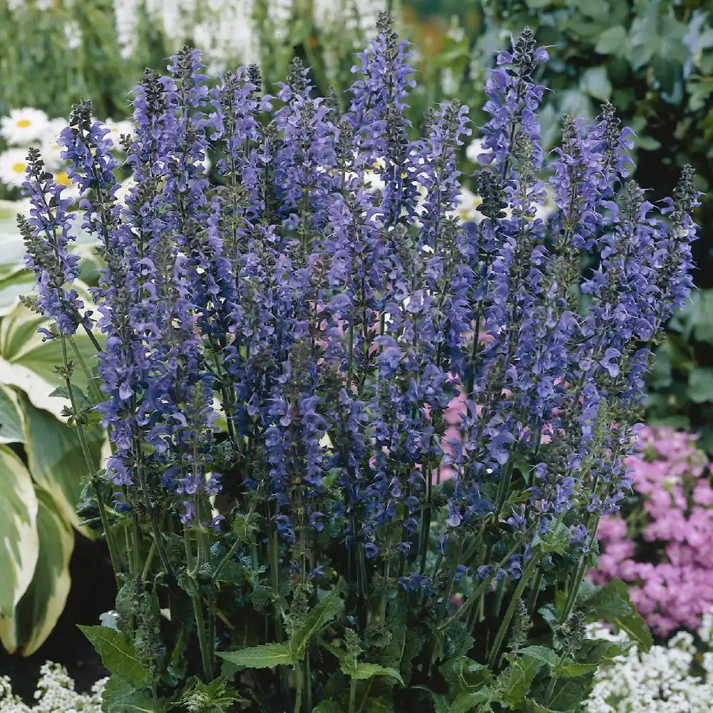 SALVIA x sylvestris 'Rhapsody in Blue'