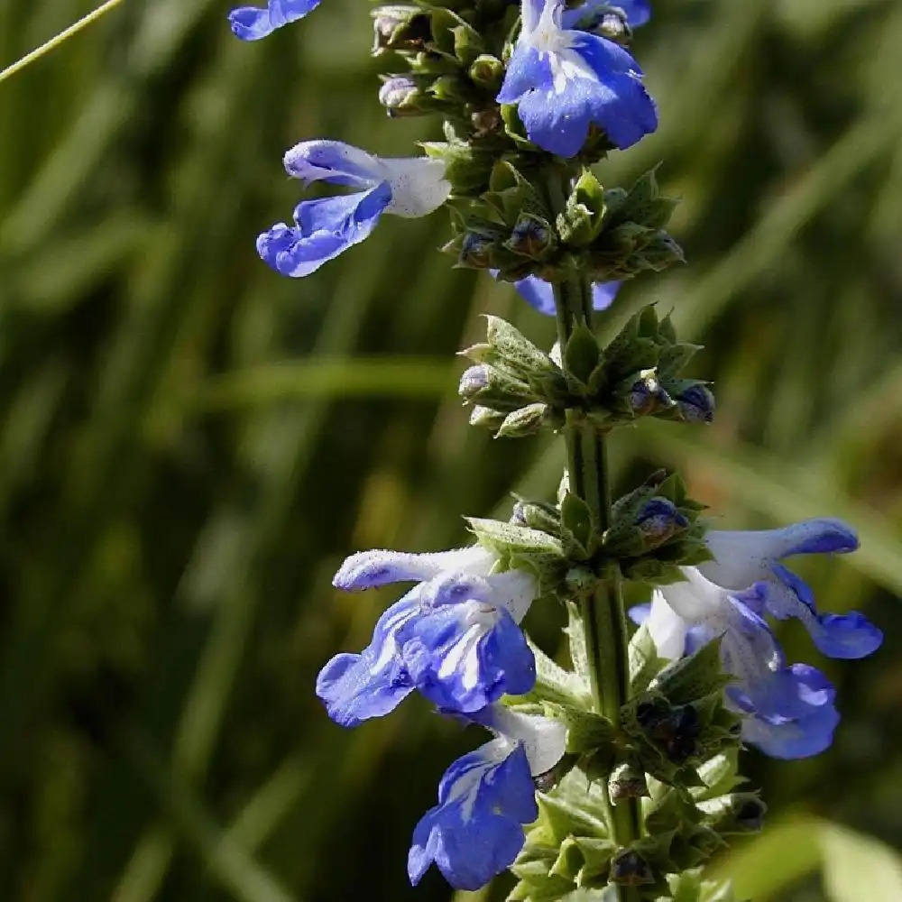 SALVIA uliginosa