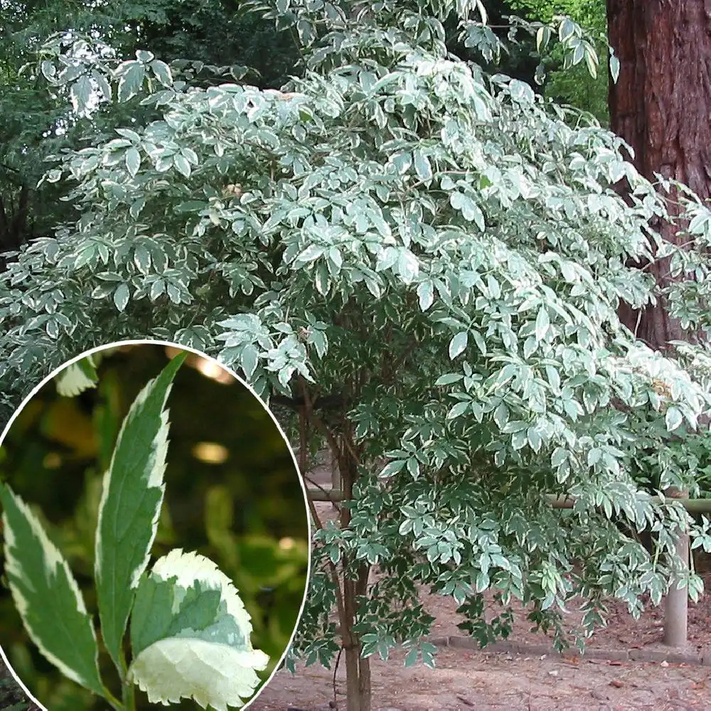 SAMBUCUS nigra 'Aureomarginata'