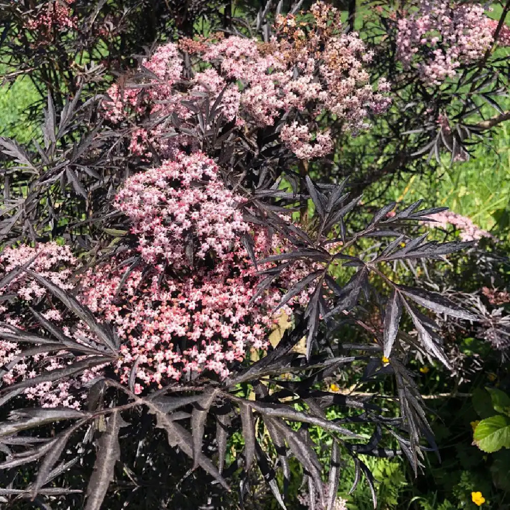 SAMBUCUS nigra 'Black Lace'