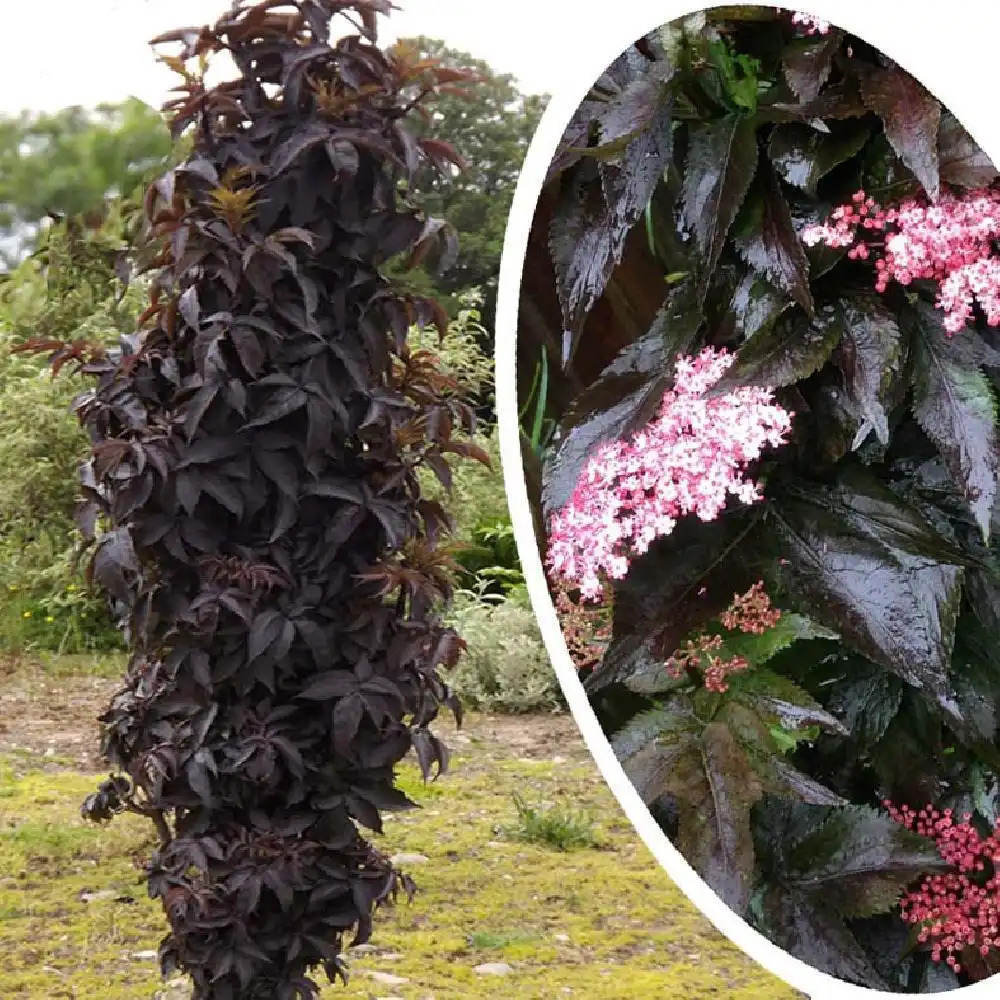 SAMBUCUS nigra 'Black Tower'