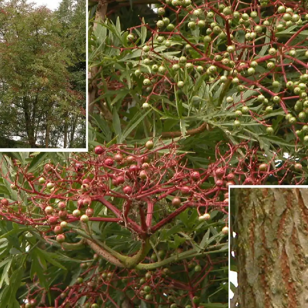 SAMBUCUS nigra 'Laciniata'