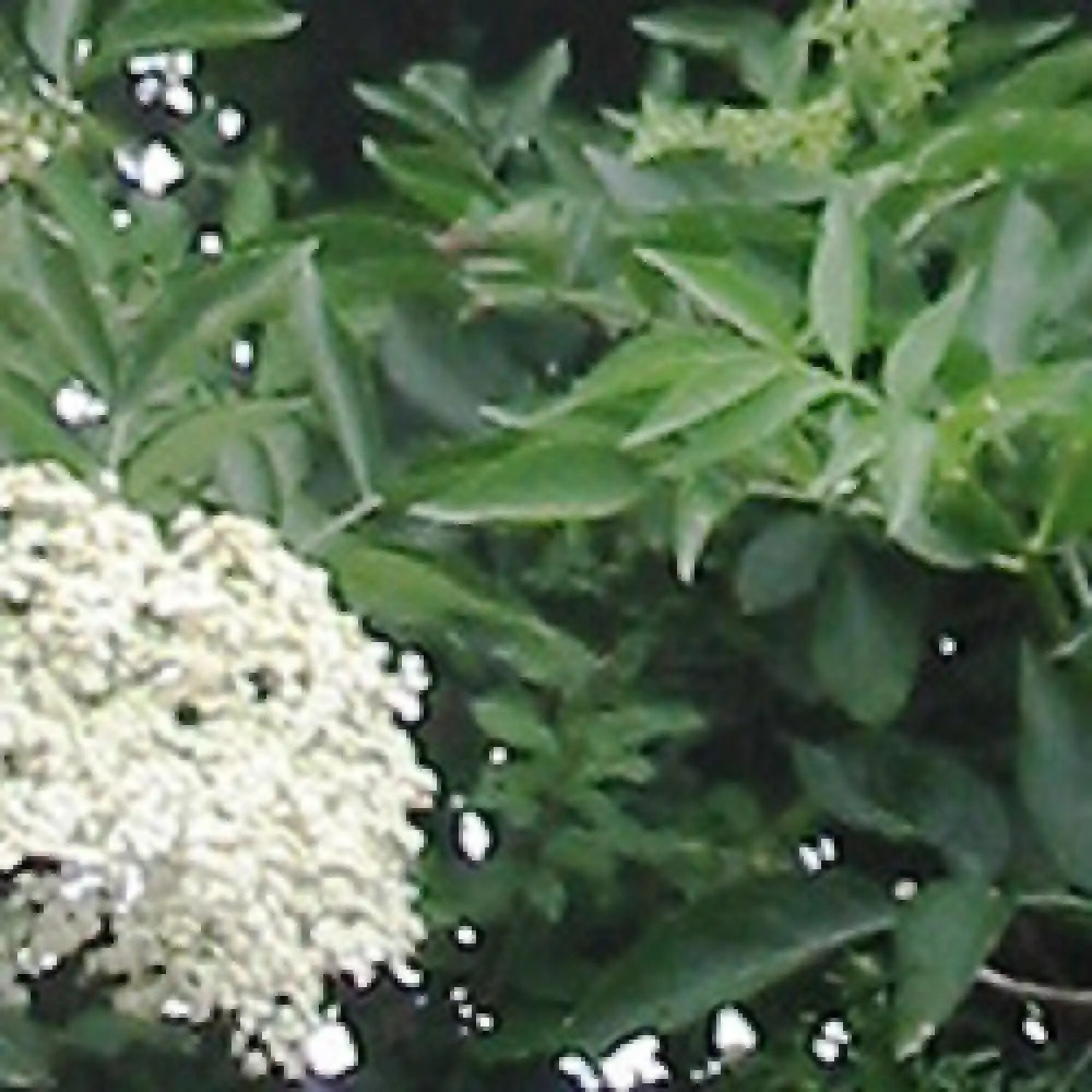 SAMBUCUS nigra