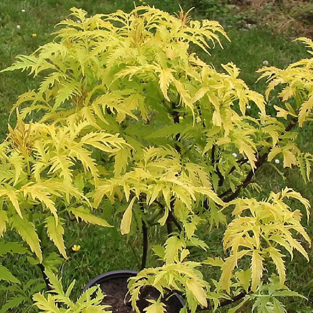 SAMBUCUS racemosa 'Sutherland Gold'