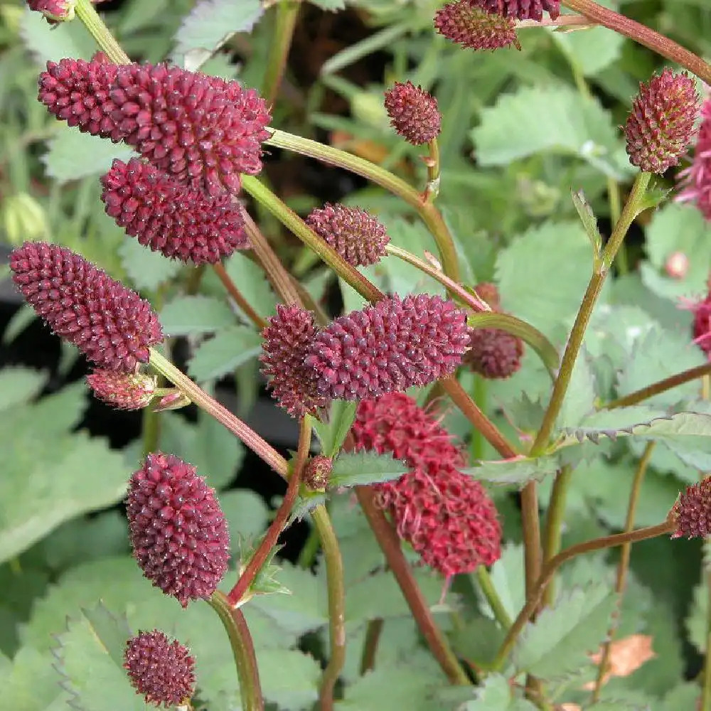 SANGUISORBA menziesii