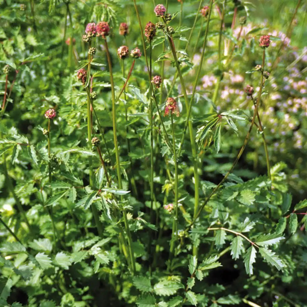 SANGUISORBA minor