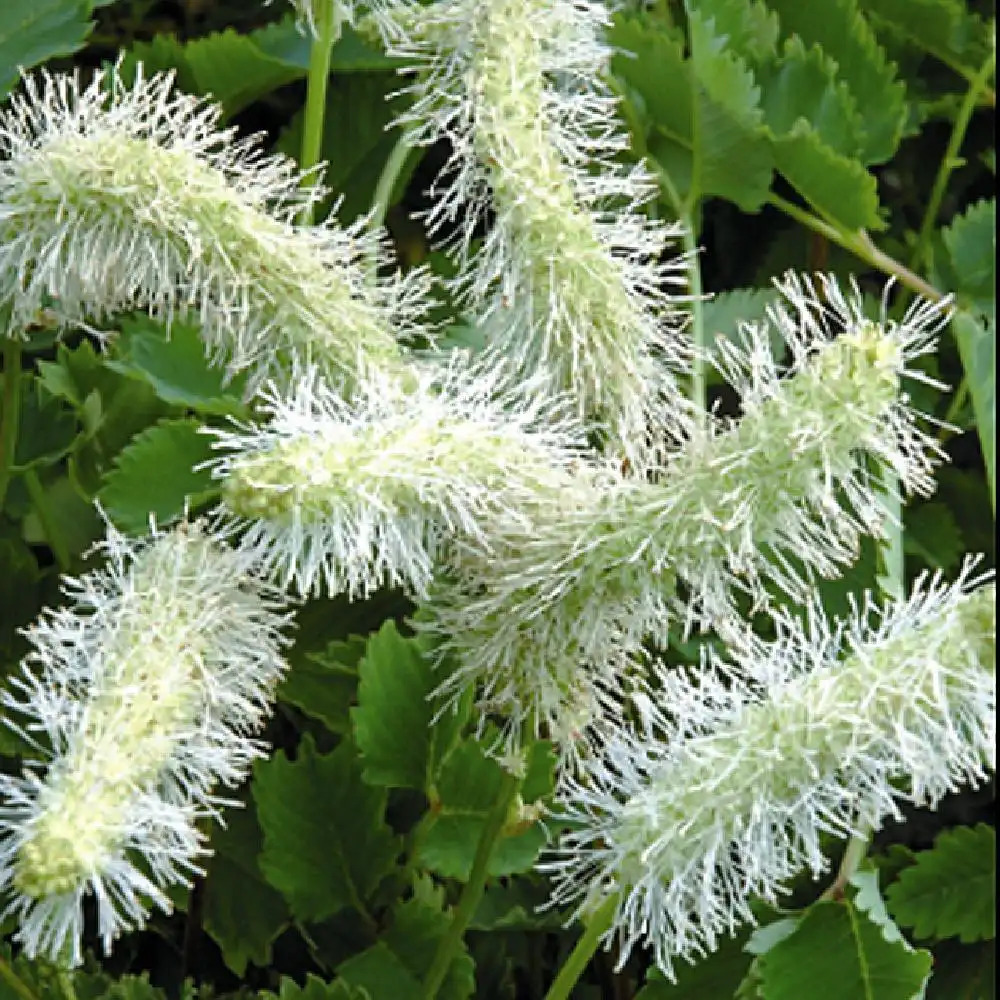 SANGUISORBA obtusa 'Alba'