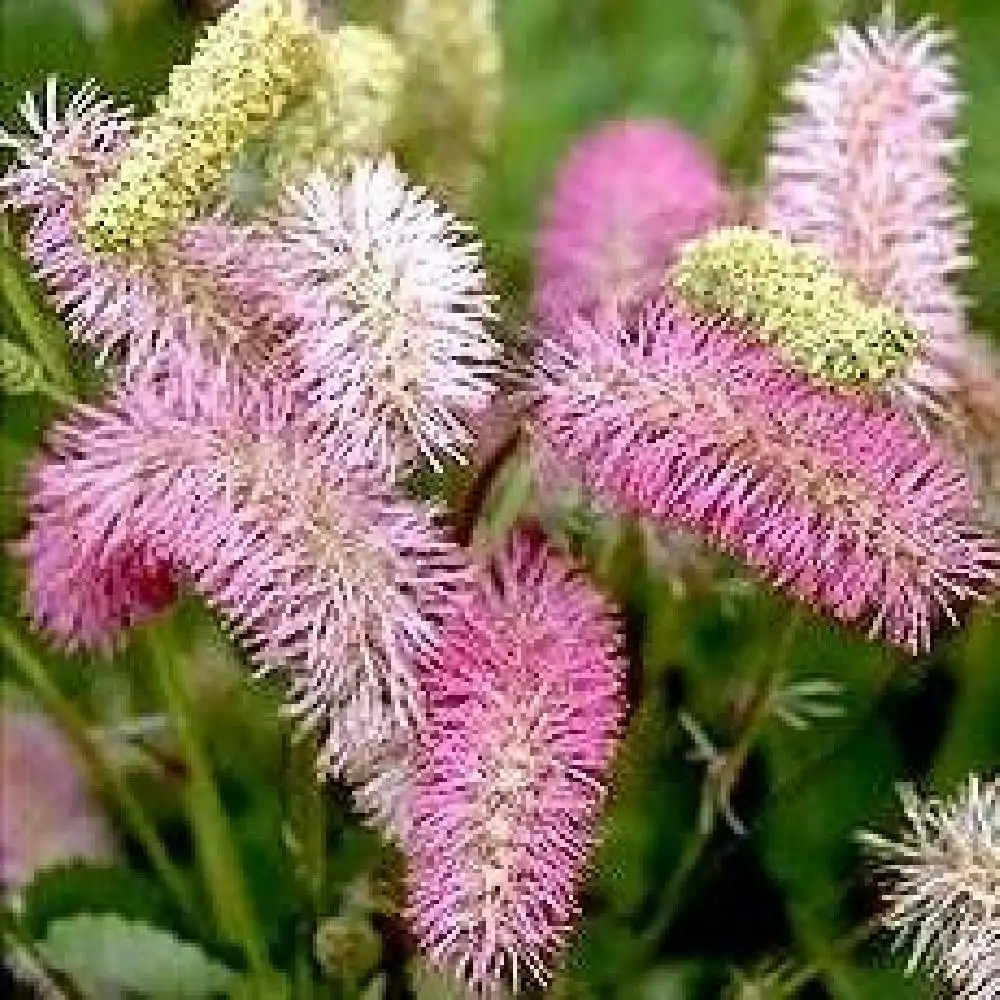 SANGUISORBA obtusa