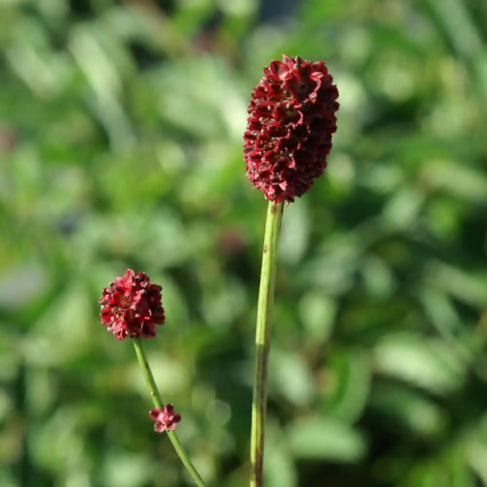 SANGUISORBA officinalis 'Tanna'