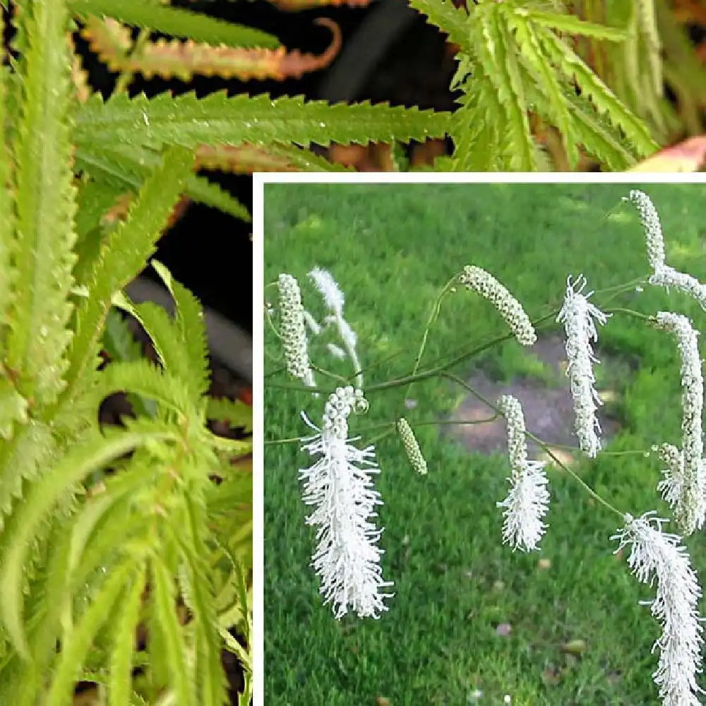 SANGUISORBA tenuifolia var. alba