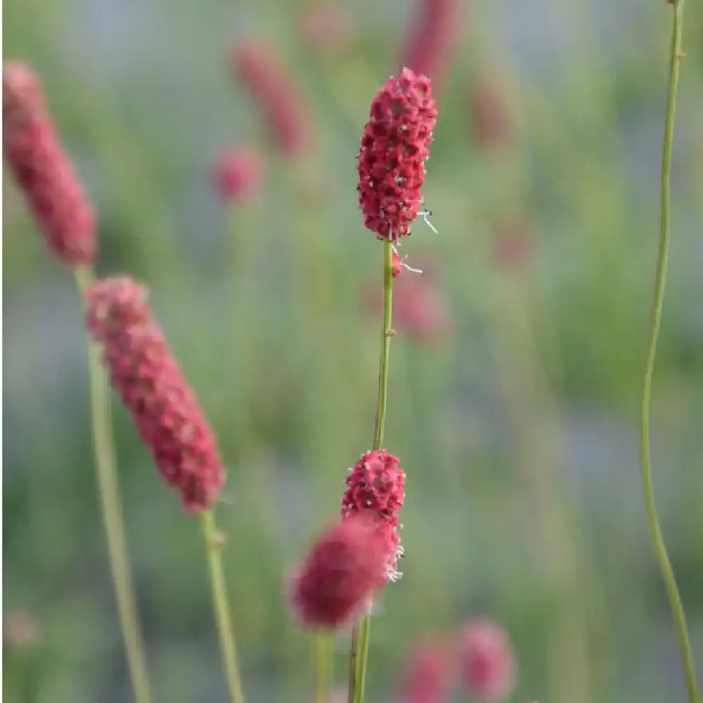 SANGUISORBA tenuifolia 'Pink Elephant'