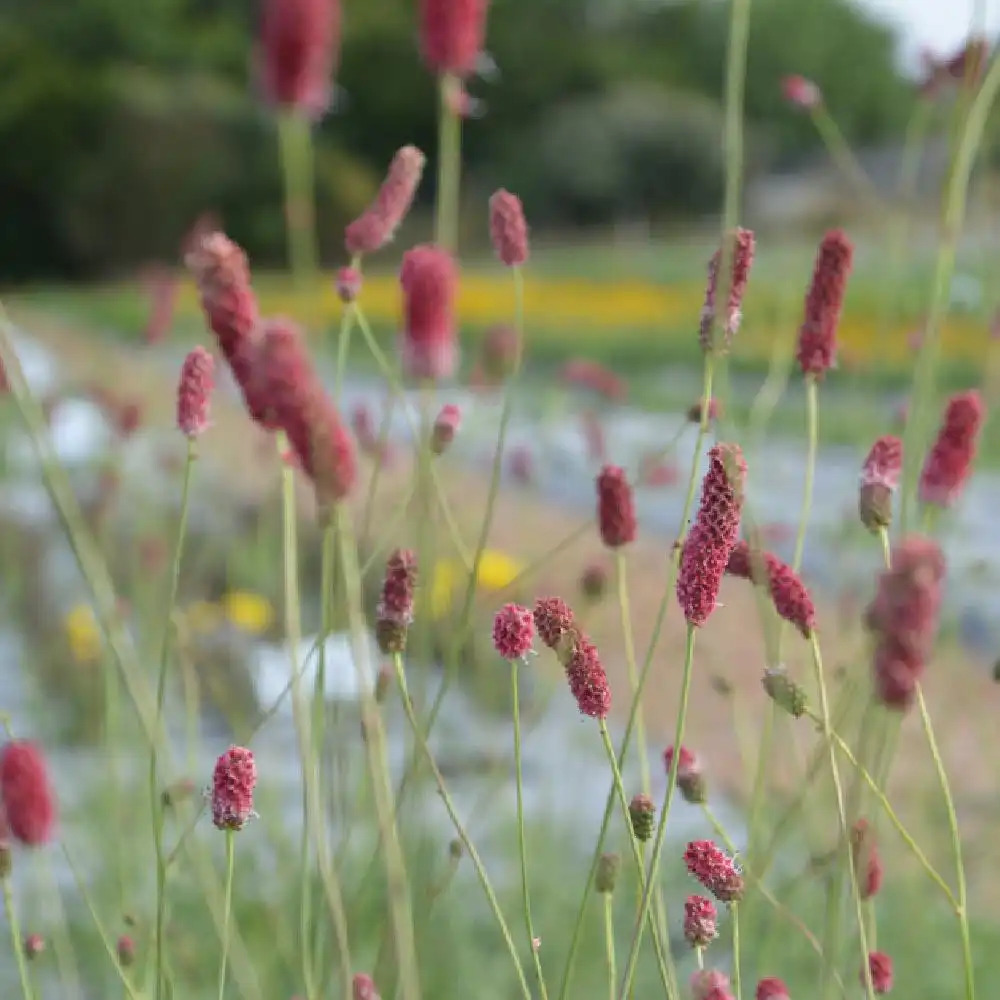 SANGUISORBA tenuifolia 'Pink Elephant'.' image 2