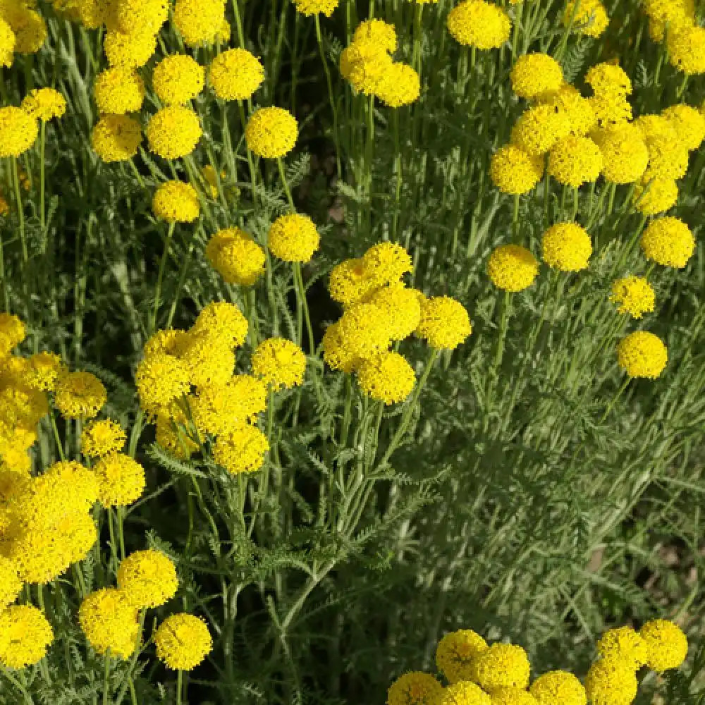 SANTOLINA pinnata ssp. neapolitana