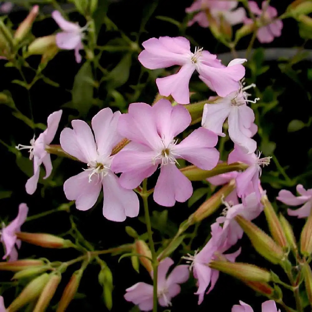 SAPONARIA lempergii 'Max Frei'