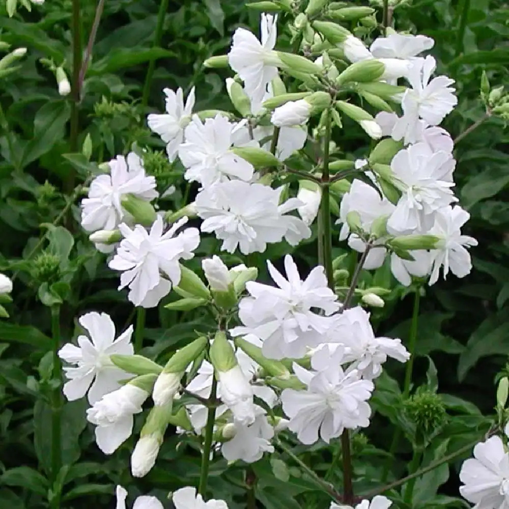 SAPONARIA officinalis 'Alba Plena'