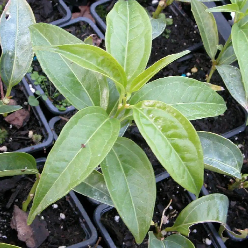 SARCOCOCCA balansae