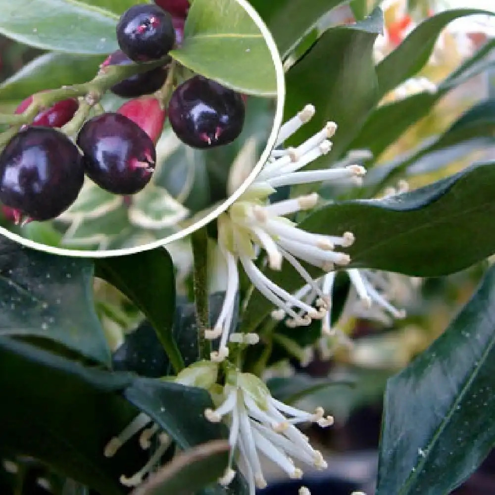 SARCOCOCCA confusa