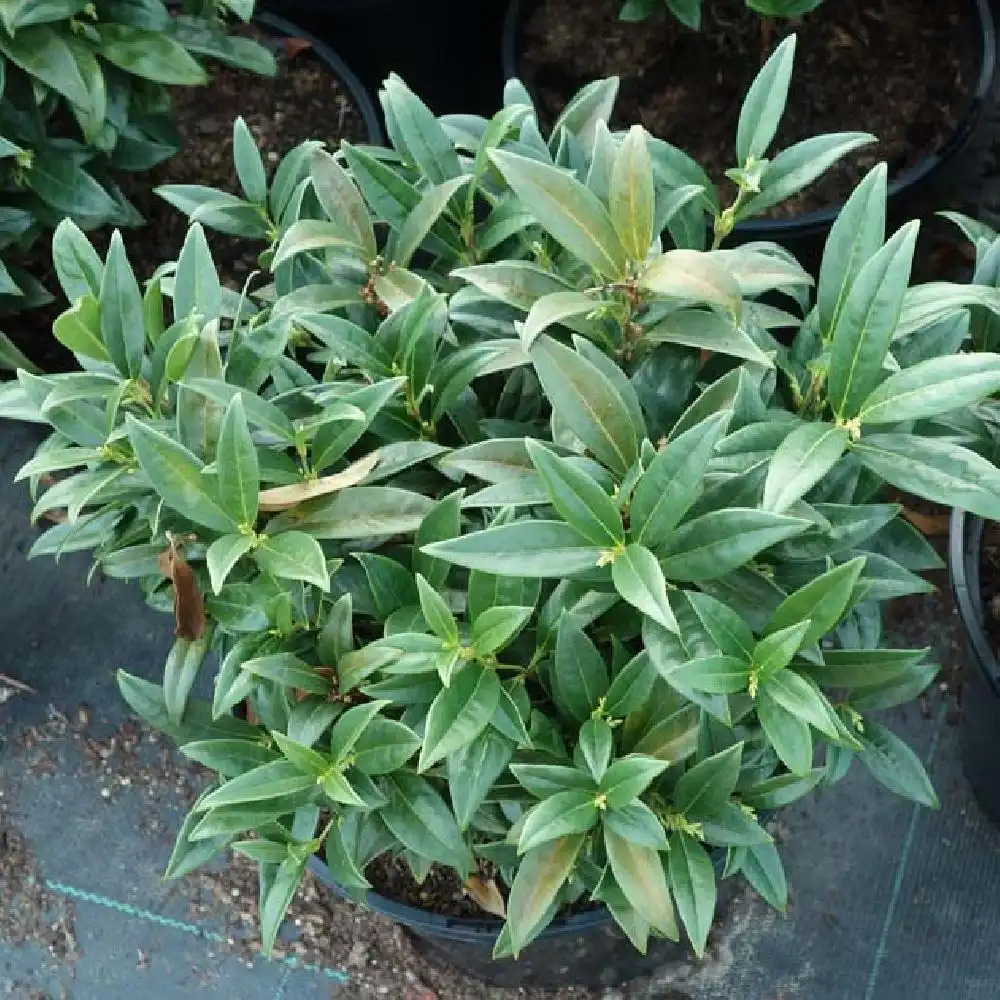 SARCOCOCCA  humilis