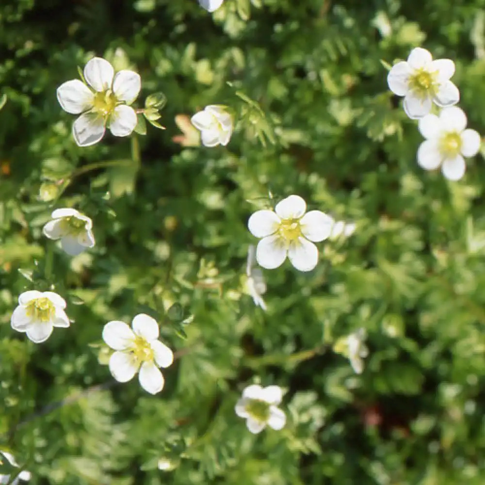 SAXIFRAGA arendsii 'Alba'