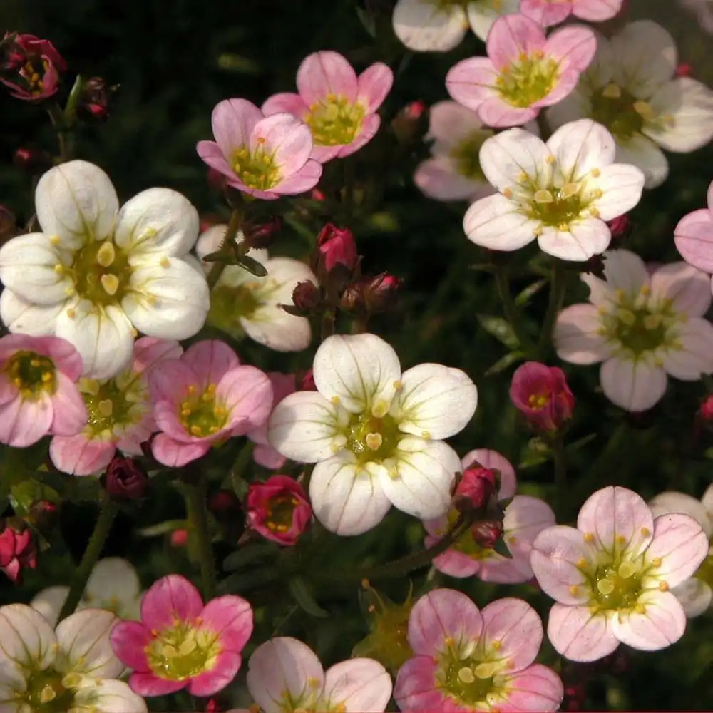 SAXIFRAGA arendsii 'Ware's Crimson'