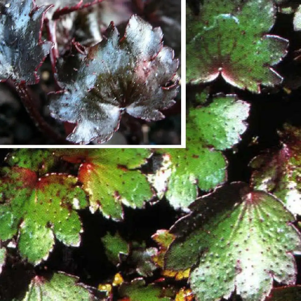 SAXIFRAGA cortusifolia 'Black ruby'