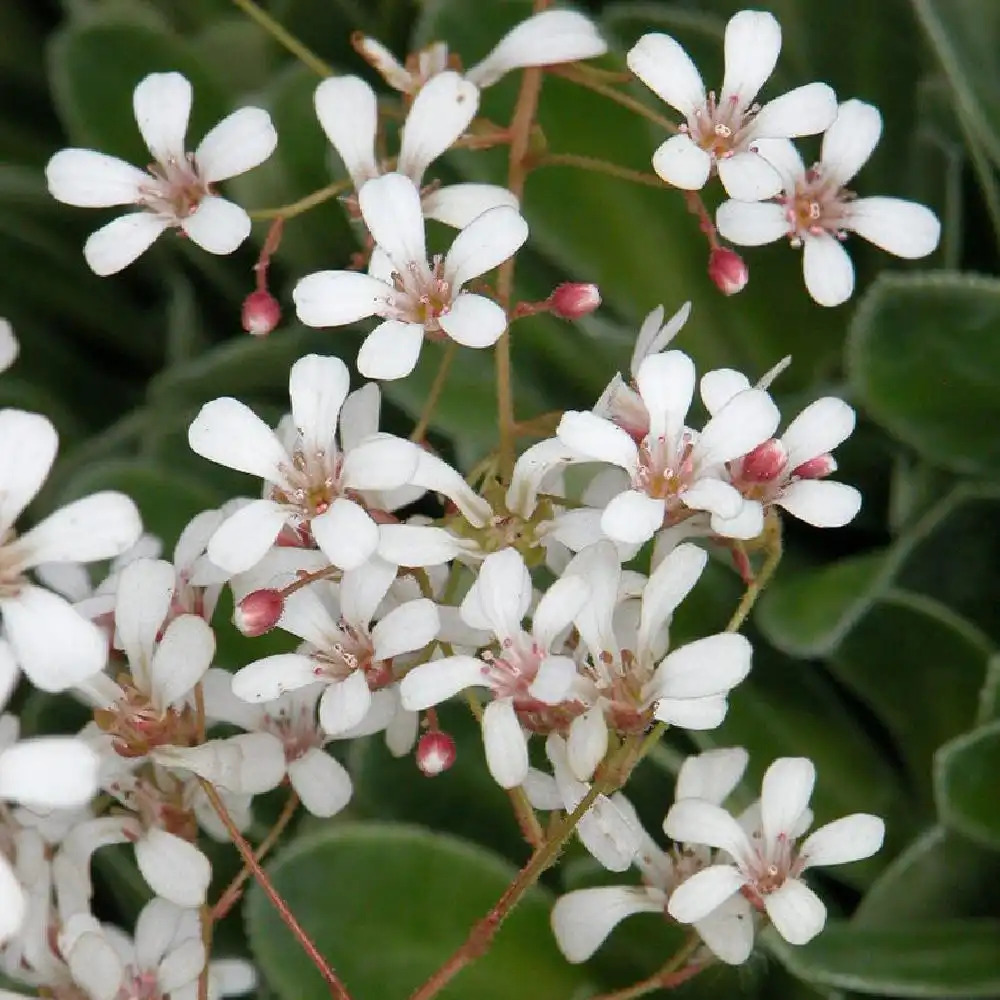 SAXIFRAGA cotyledon var. pyramidalis