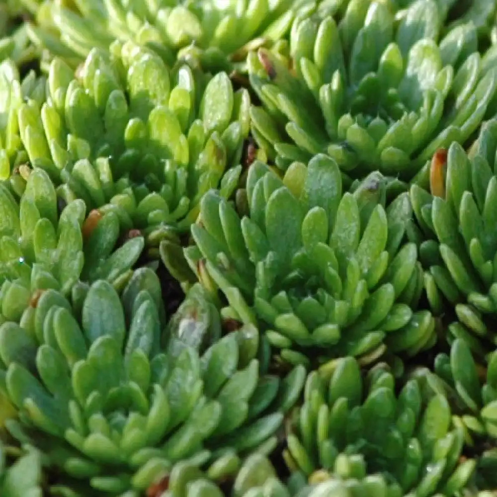 SAXIFRAGA 'Dartington Double' (Arendsii Group)