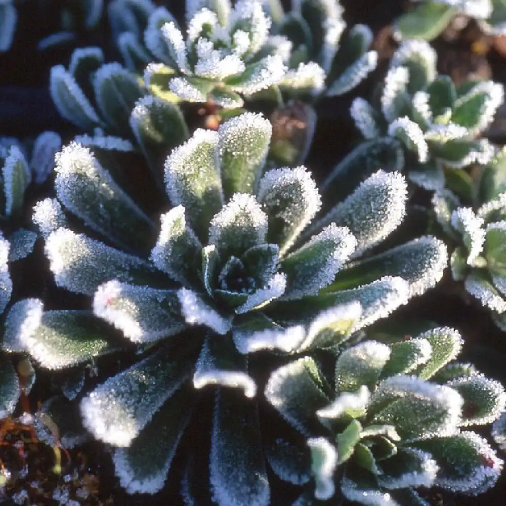 SAXIFRAGA paniculata 'Rosea'