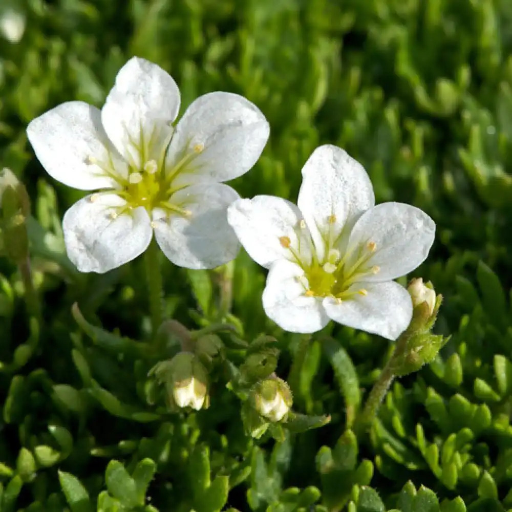 SAXIFRAGA pedemontana 'White Alis'