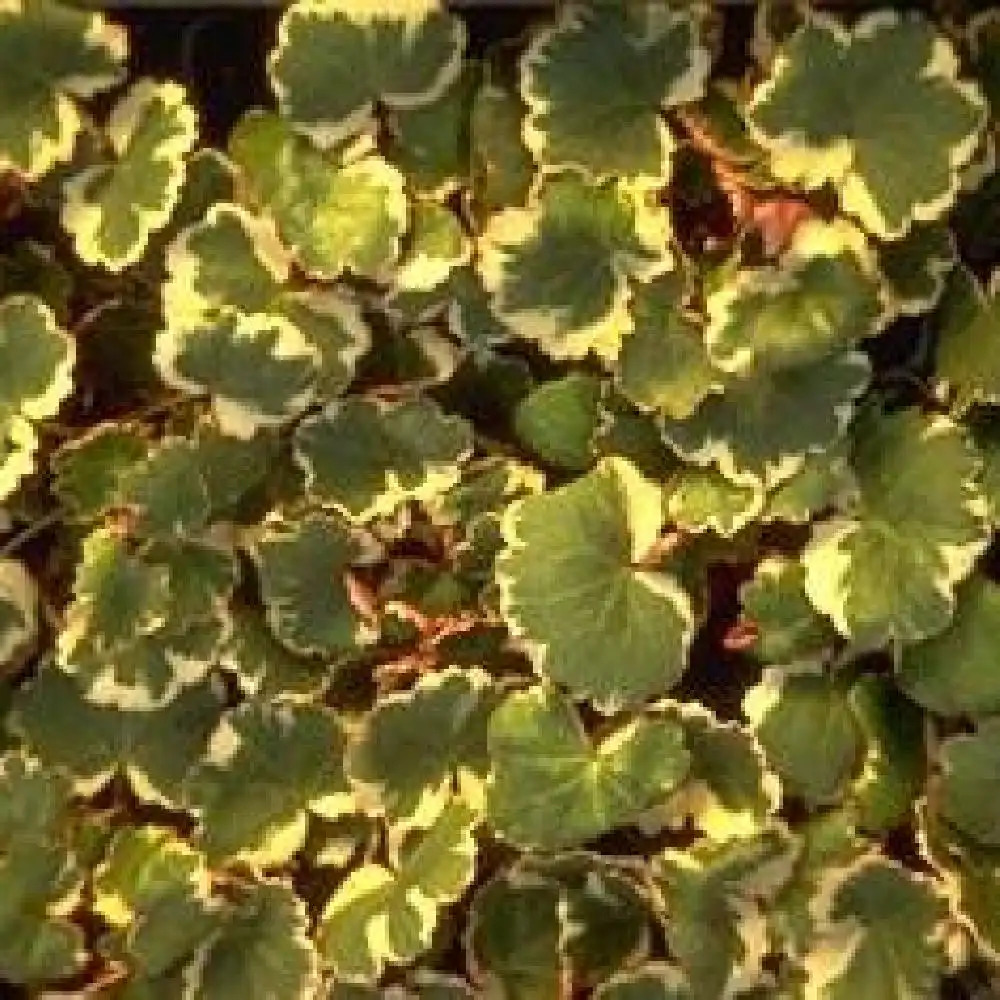 SAXIFRAGA stolonifera 'Tricolor' (sarmentosa)