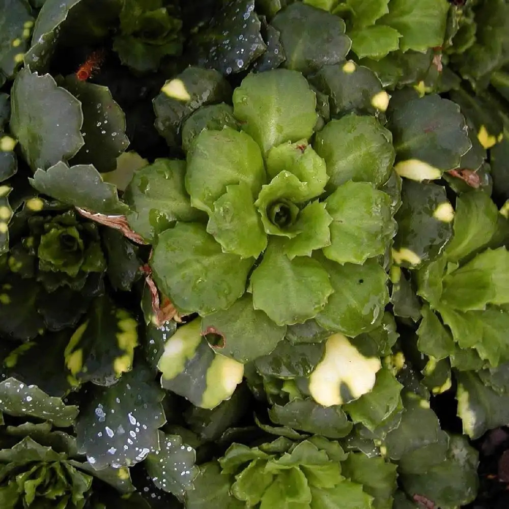 SAXIFRAGA x urbium 'Aureopunctata'