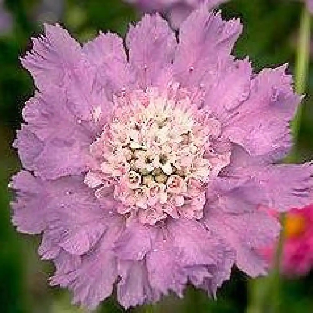 SCABIOSA caucasica 'Clive Greaves'