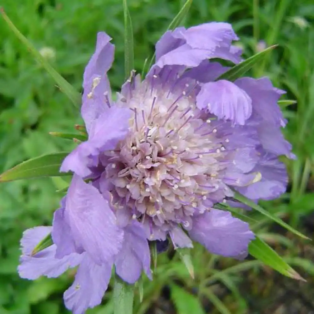 SCABIOSA caucasica 'Kompliment'