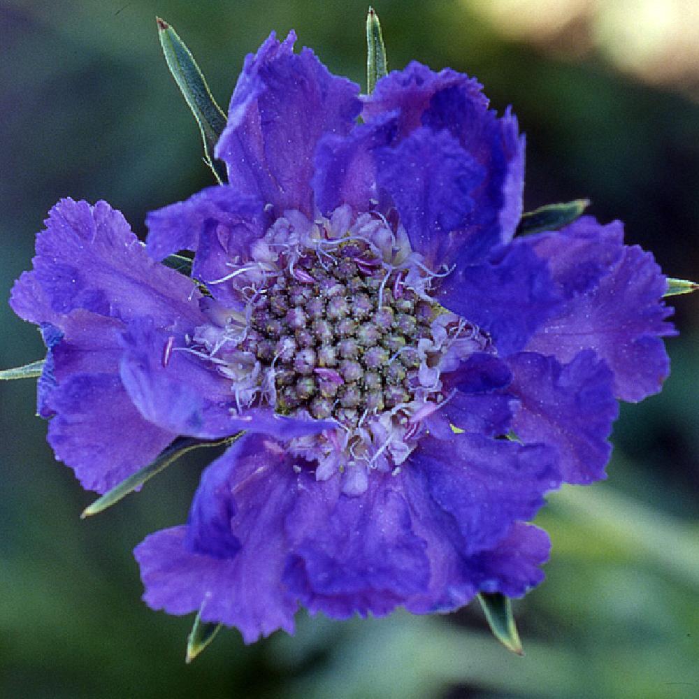 SCABIOSA caucasica 'Nachtfalter'