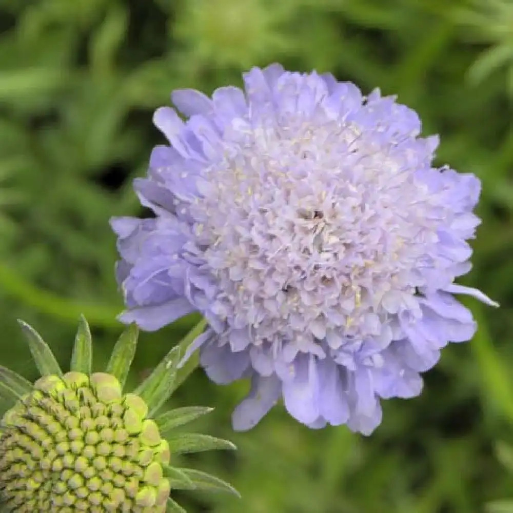 SCABIOSA columbaria 'Nana'