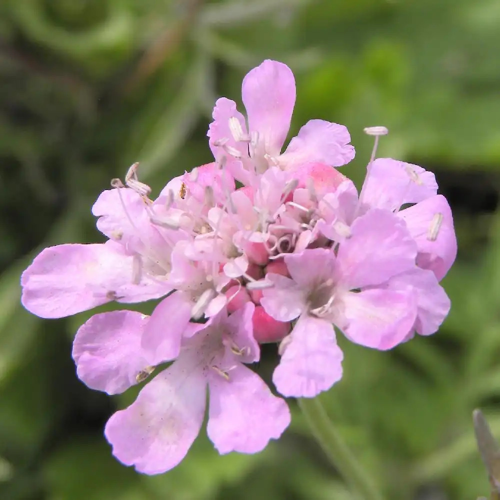 SCABIOSA columbaria 'Pink Mist'