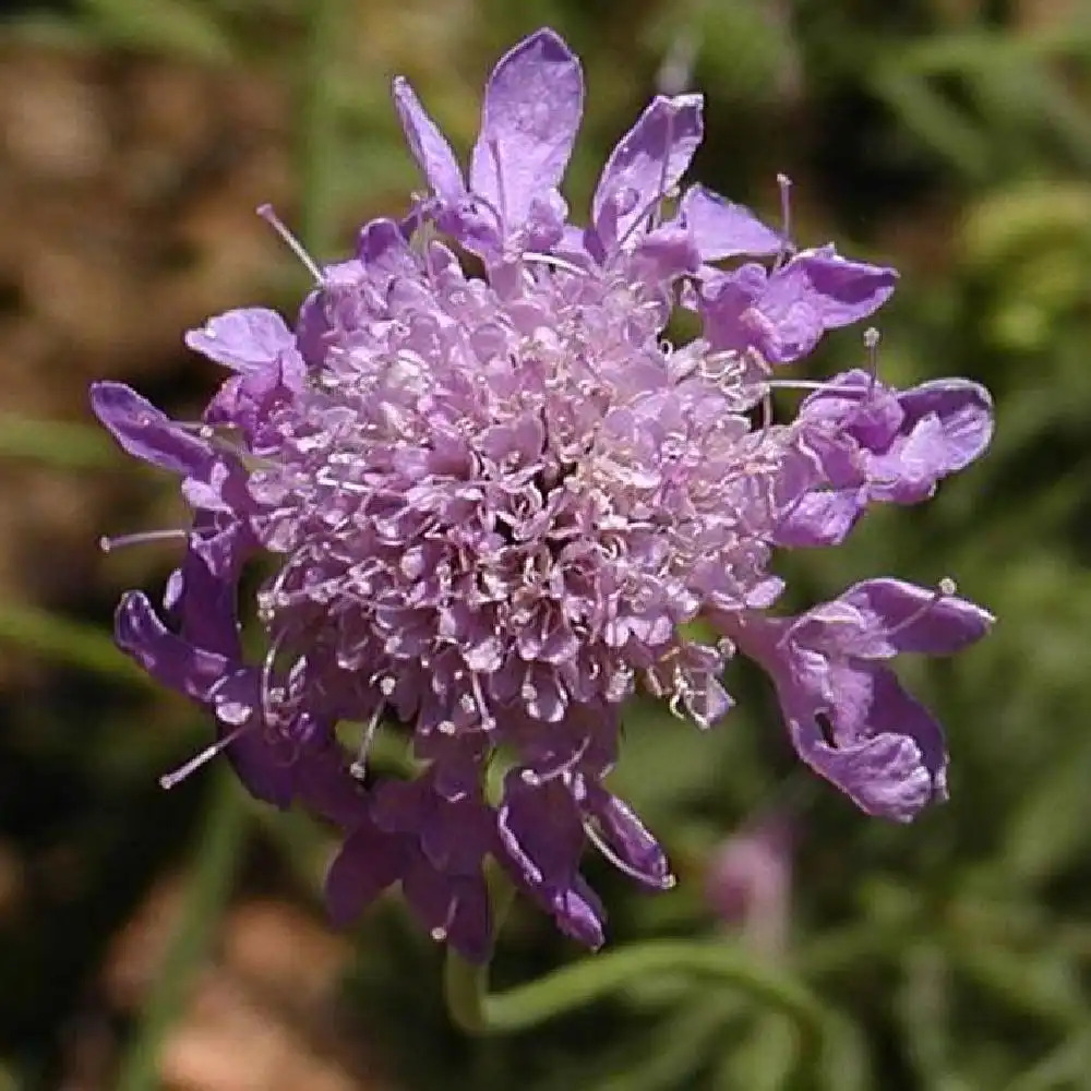 SCABIOSA columbaria